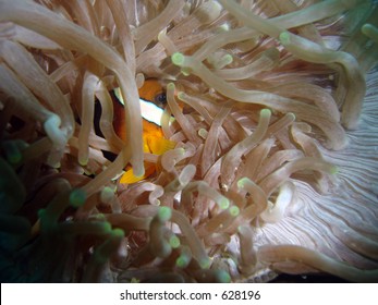 Clarks anemonefish, Amphiprion clarkii on a reef in the Philippines