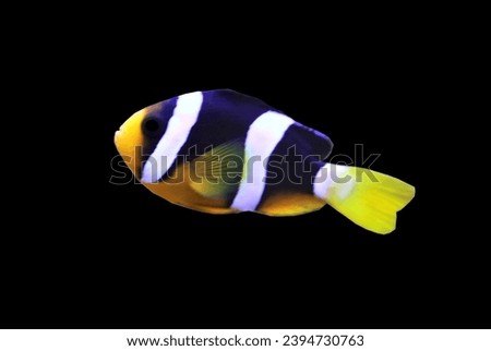 A Clark's anemonefish on isolated white background. Amphiprion clarkii (yellowtail clownfish) always live in coral reef in the sea among sea anemones.