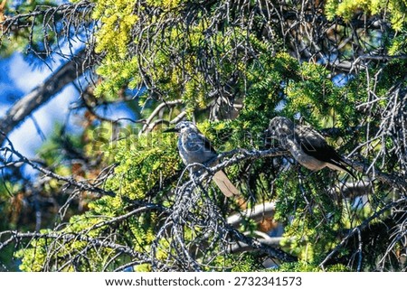 Clark's nutcracker birds in a tree