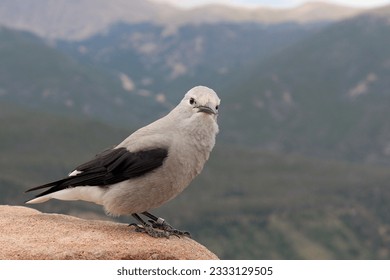 Clark's Nutcracker, or Clark's Crow, with a bokeh mountain background.  Single bird with a bokeh mountain background scene. Grey and black bird in foreground.  Muted mountain backdrop.