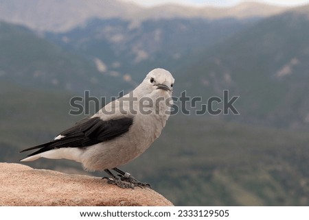 Clark's Nutcracker, or Clark's Crow, with a bokeh mountain background.  Single bird with a bokeh mountain background scene. Grey and black bird in foreground.  Muted mountain backdrop.