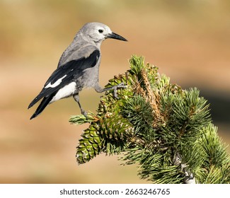 A Clark's Nutcracker feeds on a pine cone.