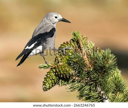A Clark's Nutcracker feeds on a pine cone.