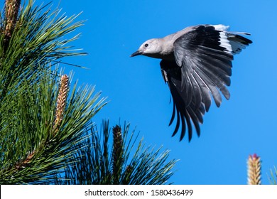 Clark's Nutcracker Flying Low Over the Tree Tops