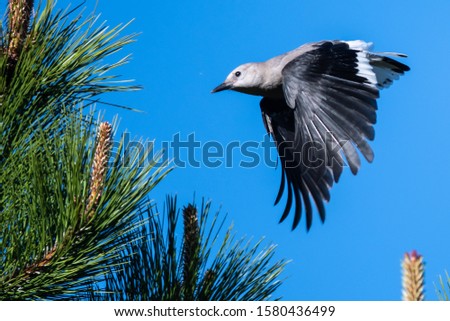 Clark's Nutcracker Flying Low Over the Tree Tops