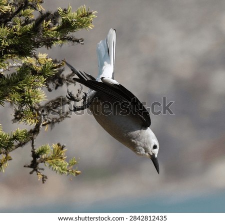 Clark's nutcracker jumping from tree