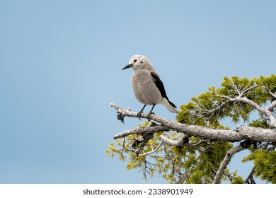 A Clark's Nutcracker, a large gray bird perches on a branch in Crater Lake National Park in Oregon