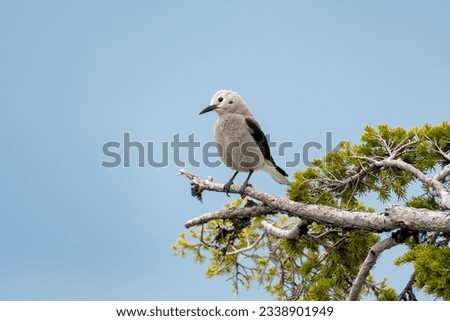 A Clark's Nutcracker, a large gray bird perches on a branch in Crater Lake National Park in Oregon