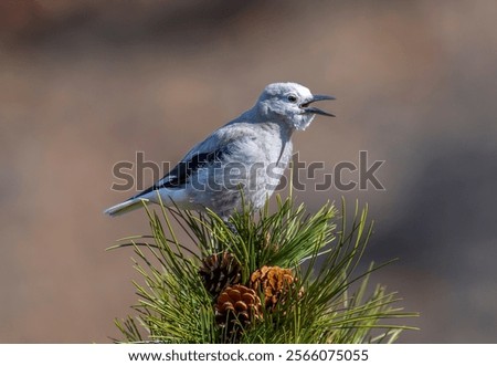 Clark's Nutcracker on Pinyon Tree