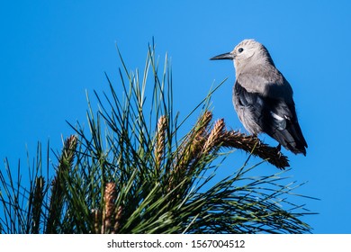 Clark's Nutcracker Perched High in the Tree Tops