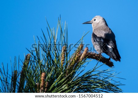 Clark's Nutcracker Perched High in the Tree Tops