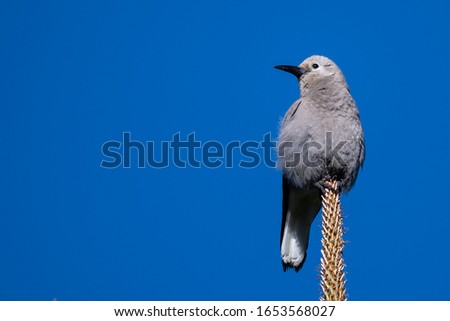 Clark's Nutcracker Perched High in the Tree Tops
