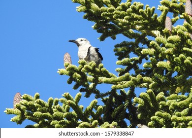 A Clark's Nutcracker Perched In A Noble Fir Tree On Mount Shasta, California.