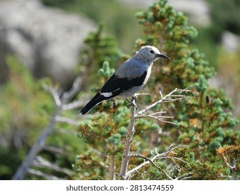 Clark's Nutcracker Perched on a Conifer Branch in the Colorado Rocky Mountains