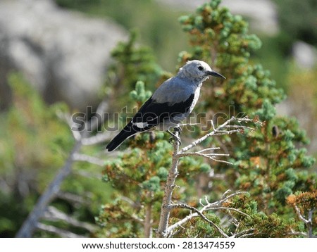 Clark's Nutcracker Perched on a Conifer Branch in the Colorado Rocky Mountains
