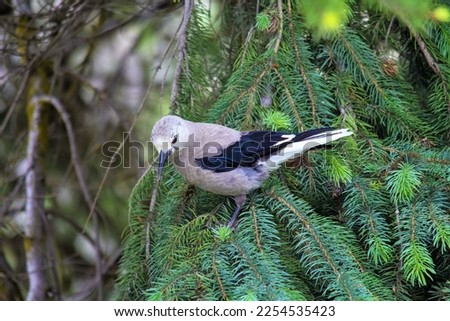 Clark's Nutcracker perched in a pine tree