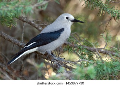 Clark's Nutcracker sitting on a branch.
