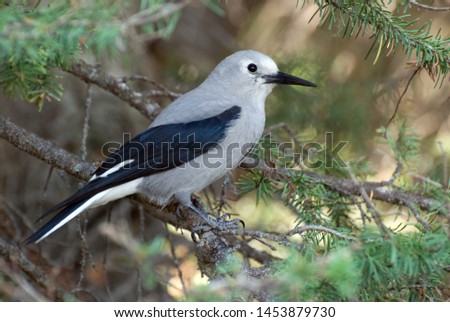 Clark's Nutcracker sitting on a branch.