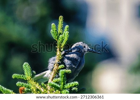Clark's nutcracker sitting in a spruce tree