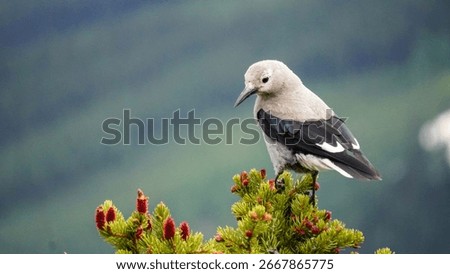 Clark's Nutcracker standing on top of a tree in a Canadian forest