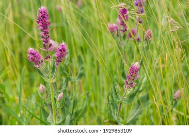 Clary Sage Field, Sage Close-up. Blooming Sage.