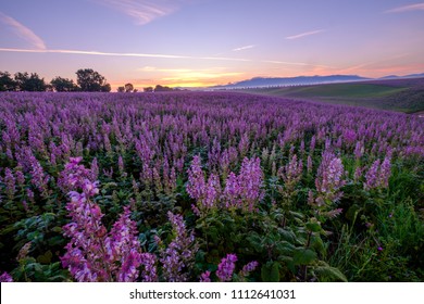 Clary Sage Field, Sunrise. Valensole, Provence, France.