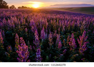 Clary Sage Field, Sunrise. Valensole, Provence, France.