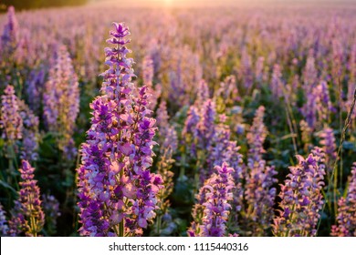 Clary Sage Field, Sunrise. Valensole, Provence, France.