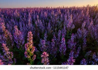 Clary Sage Field, Sunrise. Valensole, Provence, France.