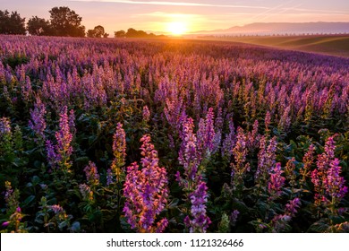 Clary Sage Field, Sunrise. Valensole, Provence, France.