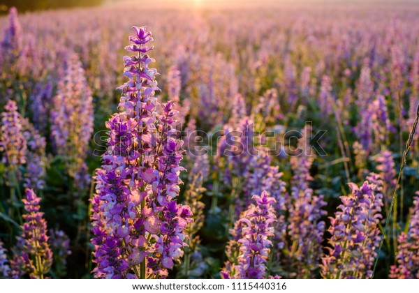 Clary Sage Field Sunrise Valensole Provence Stock Photo (Edit Now ...