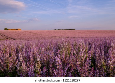 Clary Sage Field, Sunset. Valensole, Provence, France.