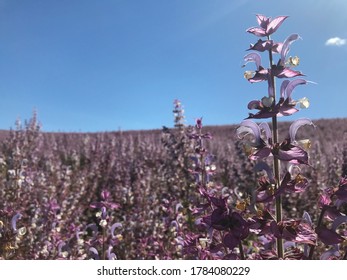 Clary Sage Field At Valensole