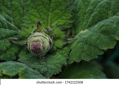 
Clary Sage On The Background