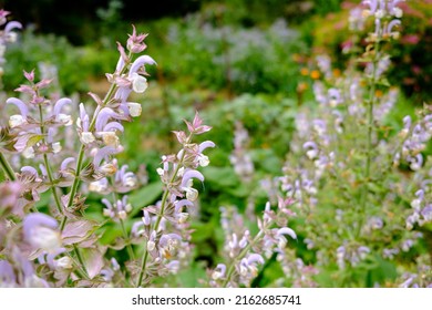 Clary Sage Plant In Garden In Summer