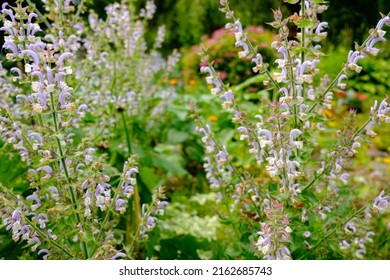 Clary Sage Plant In Garden In Summer