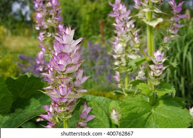 Clary Sage Plant In Garden In Summer