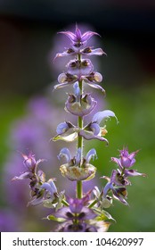 Clary Sage - Salvia Sclarea