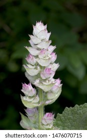 Clary Sage (Salvia Sclarea), Isolated Flower Head.