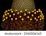 Clasping Coneflower (Rudbeckia amplexicaulis). Disc Florets Closeup