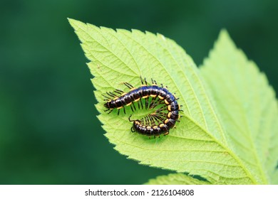 Class Diplopoda Animal In The Wild, North China