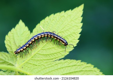 Class Diplopoda Animal In The Wild, North China