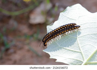 Class Diplopoda Animal In The Wild, North China