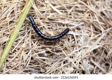 Class Diplopoda Animal In The Wild, North China