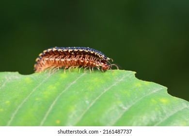 Class Diplopoda Animal In The Wild, North China