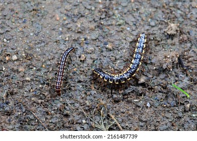 Class Diplopoda Animal In The Wild, North China