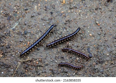 Class Diplopoda Animal In The Wild, North China