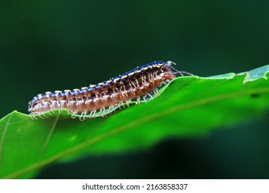 Class Diplopoda Animal In The Wild, North China