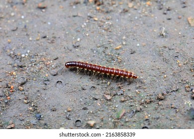 Class Diplopoda Animal In The Wild, North China