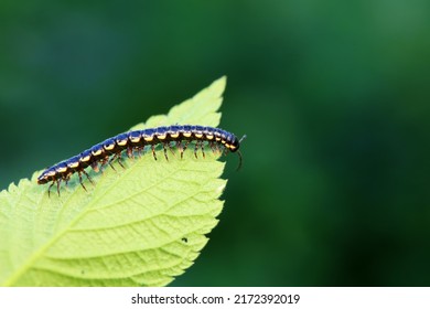 Class Diplopoda Animal In The Wild, North China